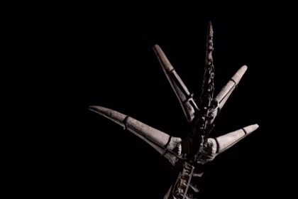 Stegosaurus Skeleton Auction