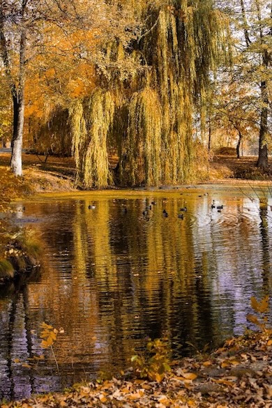 Birds in the Manor House Spa Park