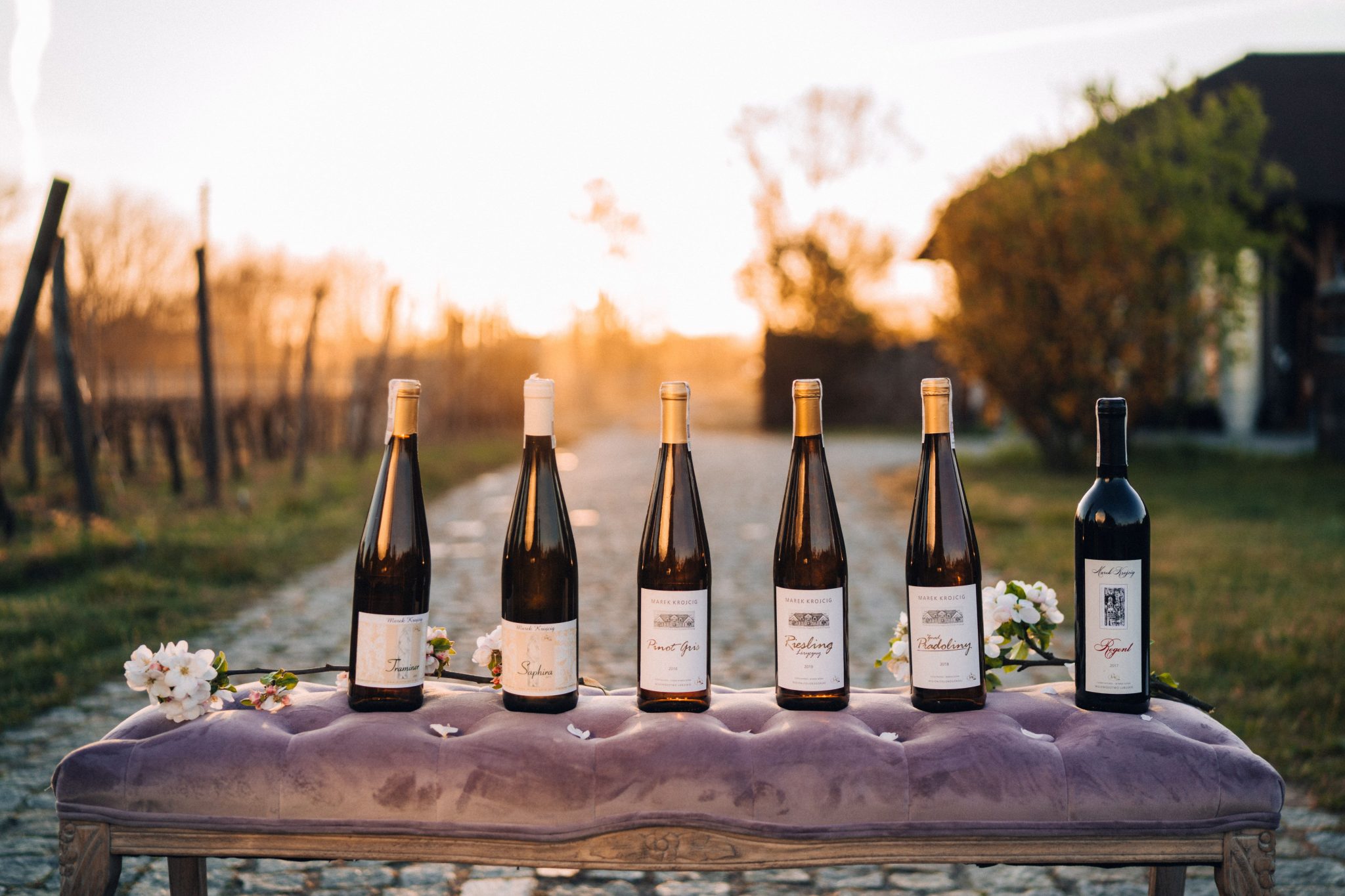 Vineyards in Zielona Góra