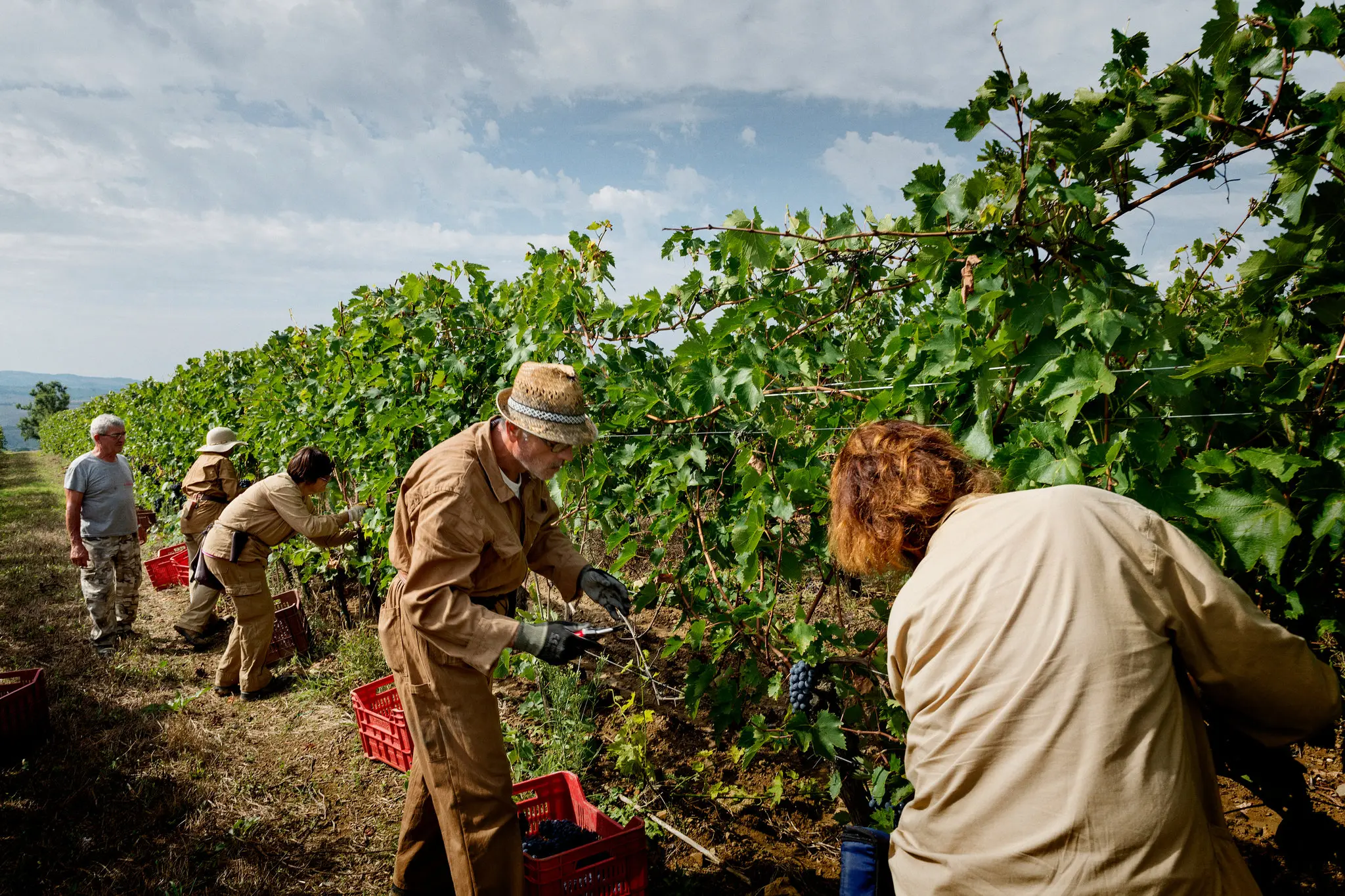 Tuscan Vineyards
