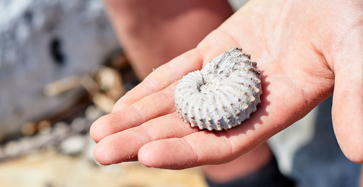 Collecting Fossils