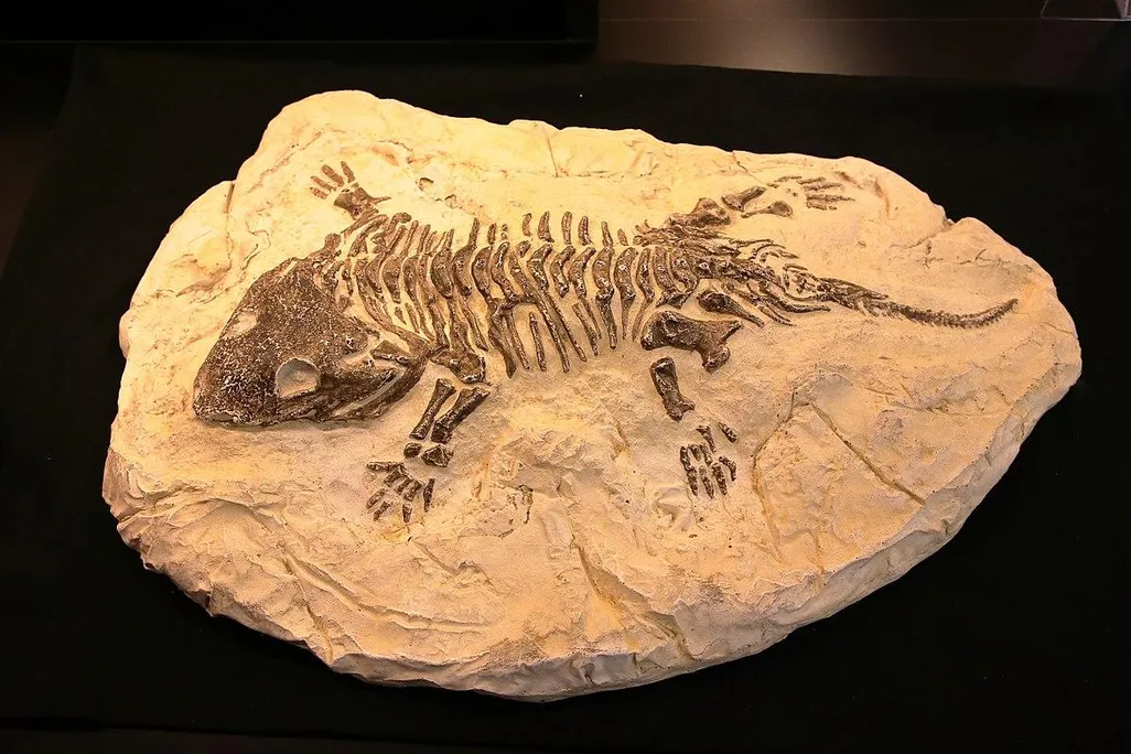 Fossils