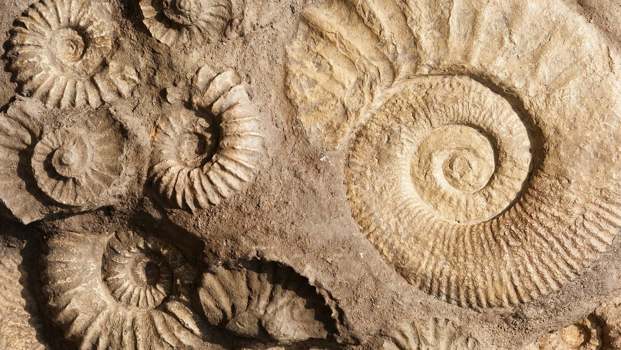Rare Fossils