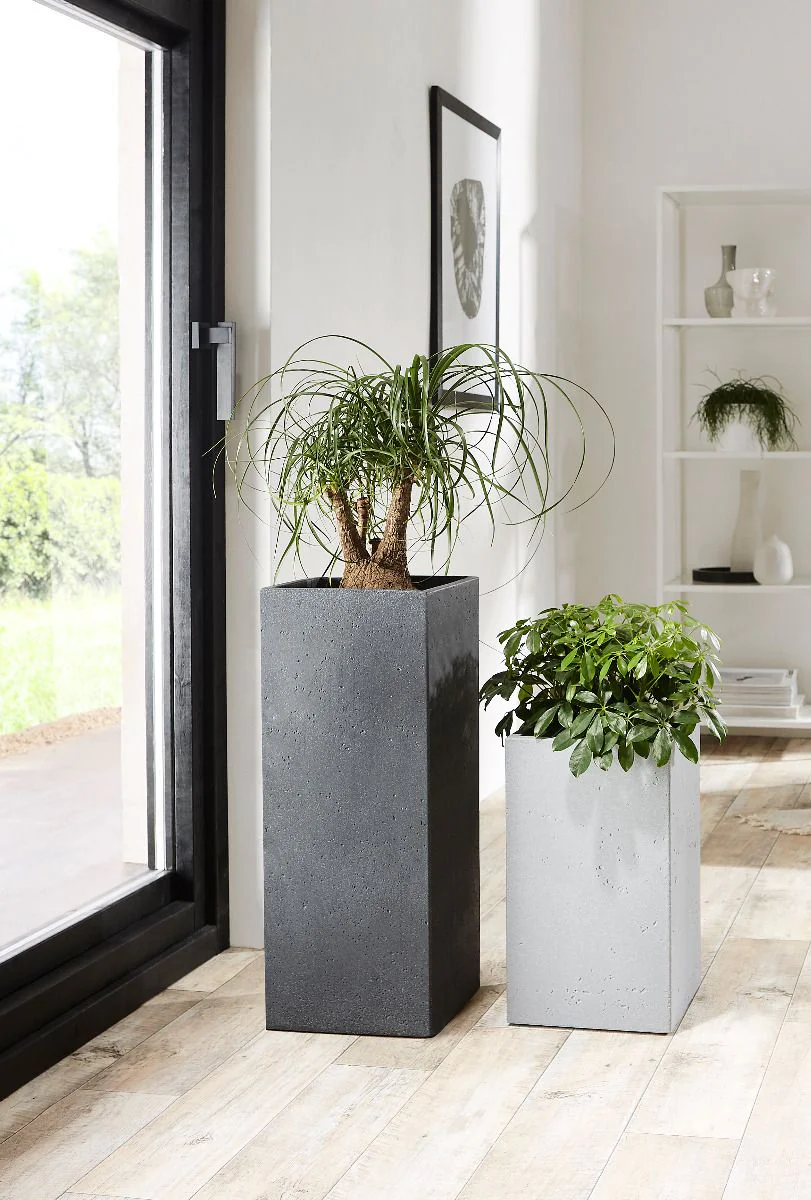 XXL Planters for Apartments